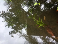 Callitriche palustris