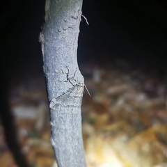 Operophtera relegata