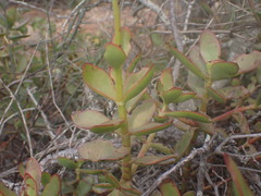 Crassula cultrata