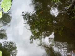 Callitriche palustris