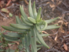Crassula tetragona