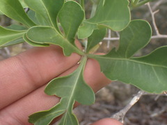 Cussonia spicata