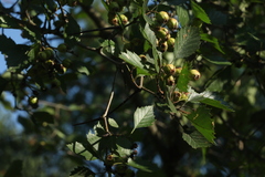Crataegus sanguinea