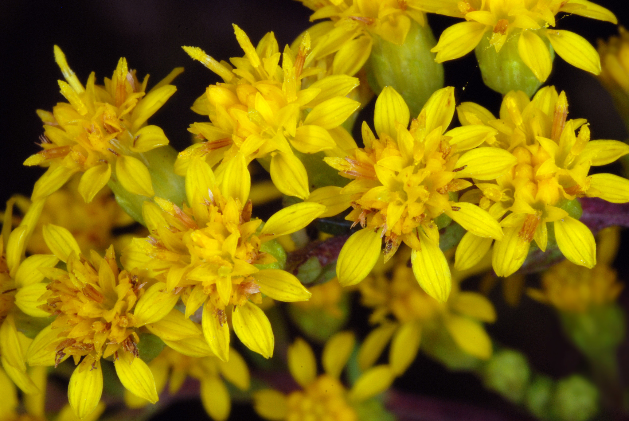 Solidago patula ssp. patula