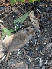 Peromyscus gossypinus