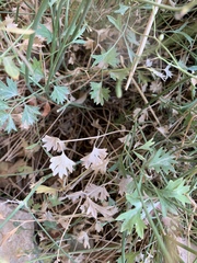 Pimpinella hadacii