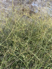 Pimpinella hadacii