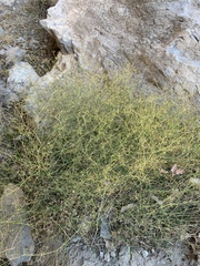 Pimpinella hadacii