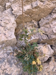 Pimpinella hadacii