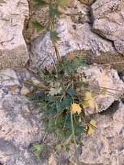 Pimpinella hadacii