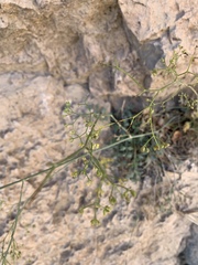 Pimpinella hadacii