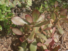 Crassula cultrata