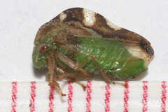 Cyrtolobus