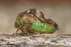 Cyrtolobus