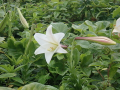 Lilium longiflorum scabrum