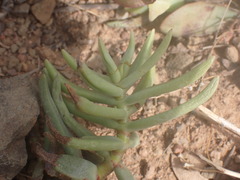 Crassula tetragona