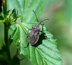 Camptischium