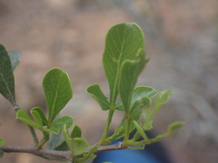 Searsia longispina