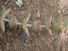 Crassula perforata