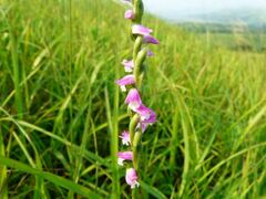 Spiranthes australis