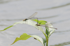 Pseudagrion punctum