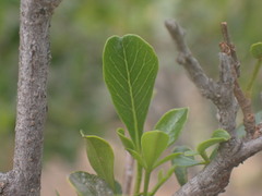 Searsia longispina