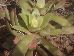 Crassula orbicularis