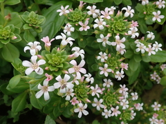 Lysimachia mauritiana