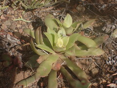 Crassula orbicularis