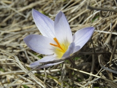 Crocus reticulatus