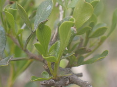 Searsia longispina