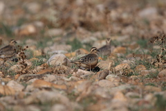 Charadrius morinellus