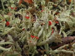Cladonia pleurota
