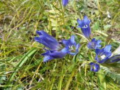 Gentiana decumbens