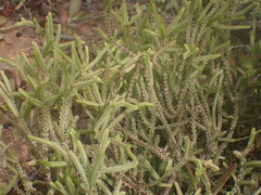 Crassula muscosa