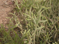 Crassula muscosa