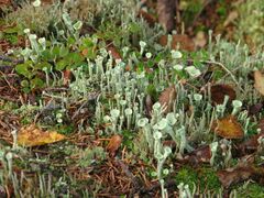 Cladonia deformis