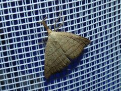 Polypogon tentacularia