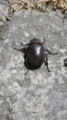 Trypoxylus dichotomus tsunobosonis