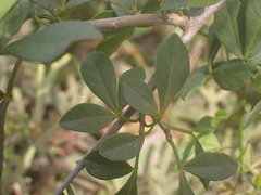 Searsia longispina