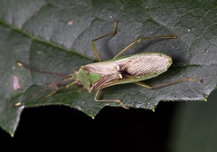 Homoeocerus bipunctatus