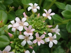 Lysimachia mauritiana