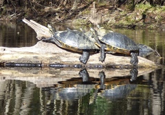 Pseudemys concinna suwanniensis