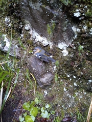 Fringilla coelebs maderensis