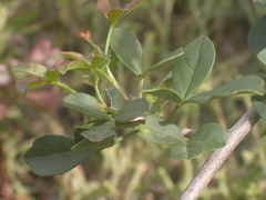 Searsia longispina