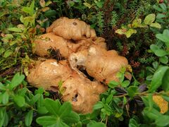 Albatrellaceae