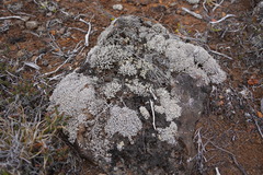 Stereocaulon vulcani