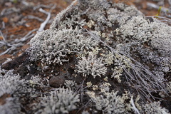 Stereocaulon vulcani