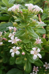 Lysimachia mauritiana