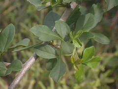 Searsia longispina